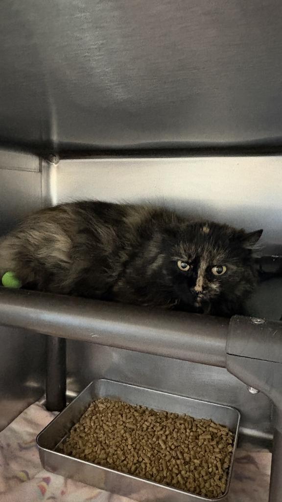 Enlarge Orchid, a Adoptable mixed breed in Burnsville, NC image 3/3