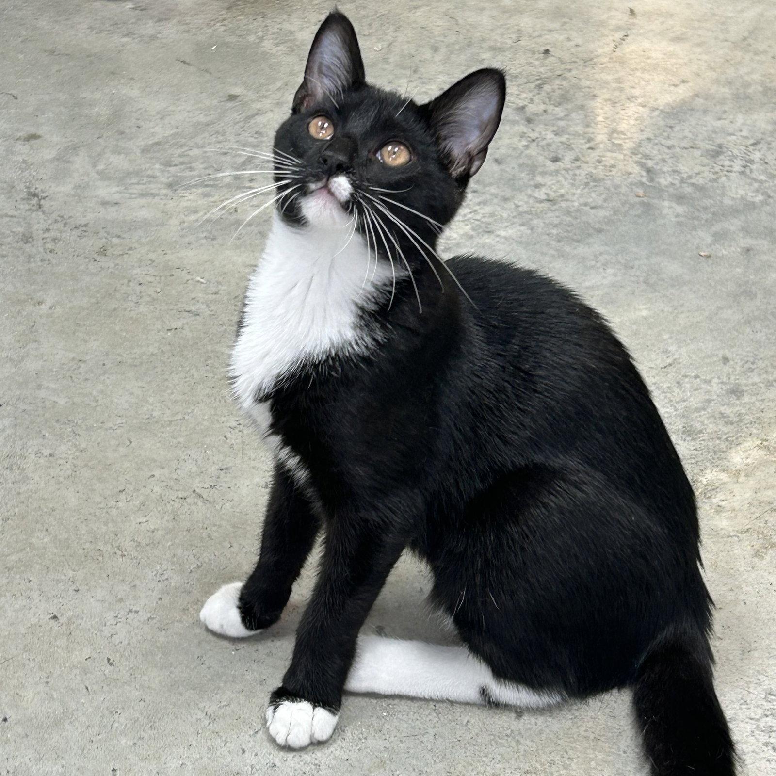 Penguin 2026, Adoptable, Kitten Male Tuxedo.