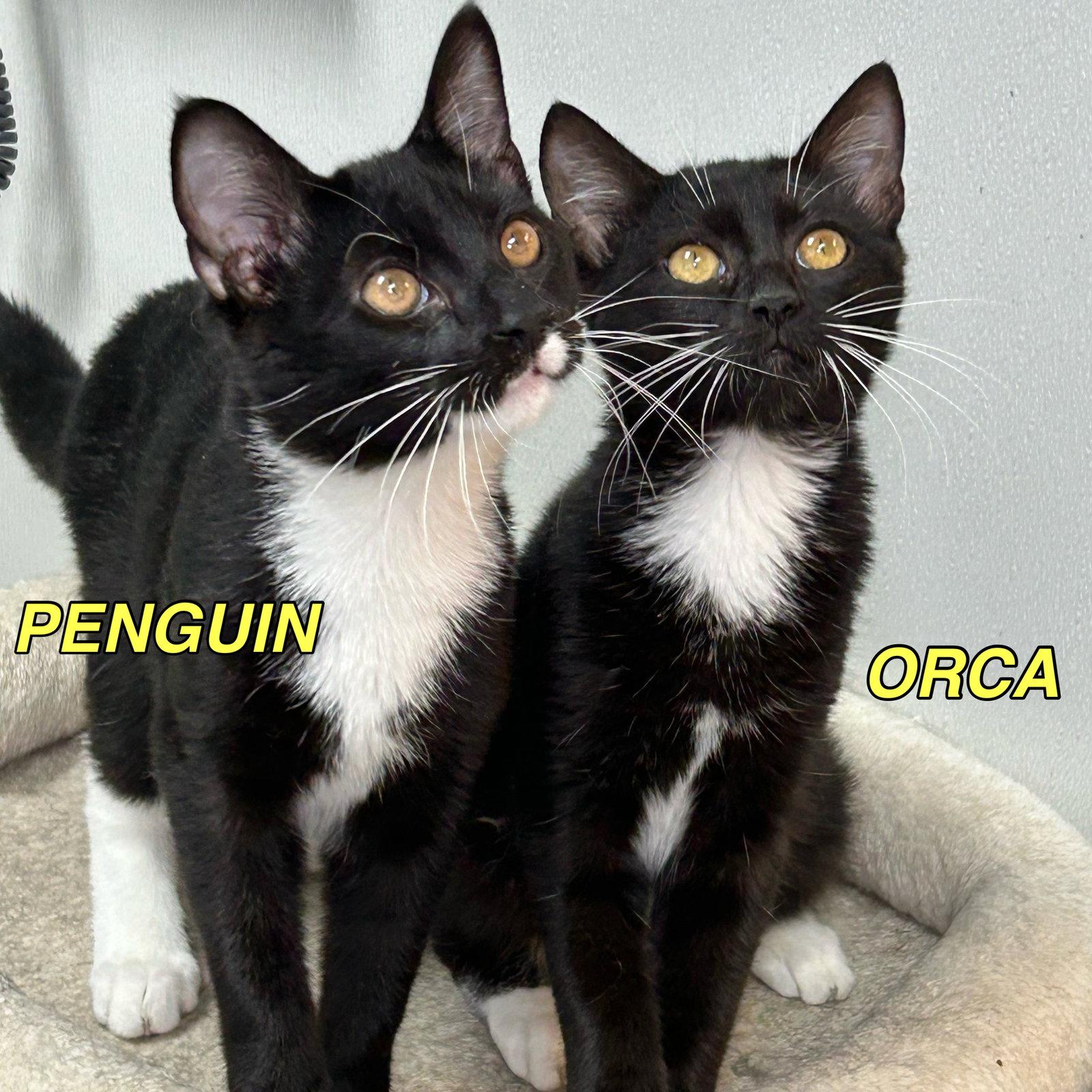 Penguin 2026, a Adoptable Tuxedo in Norwood, OH image 2/2