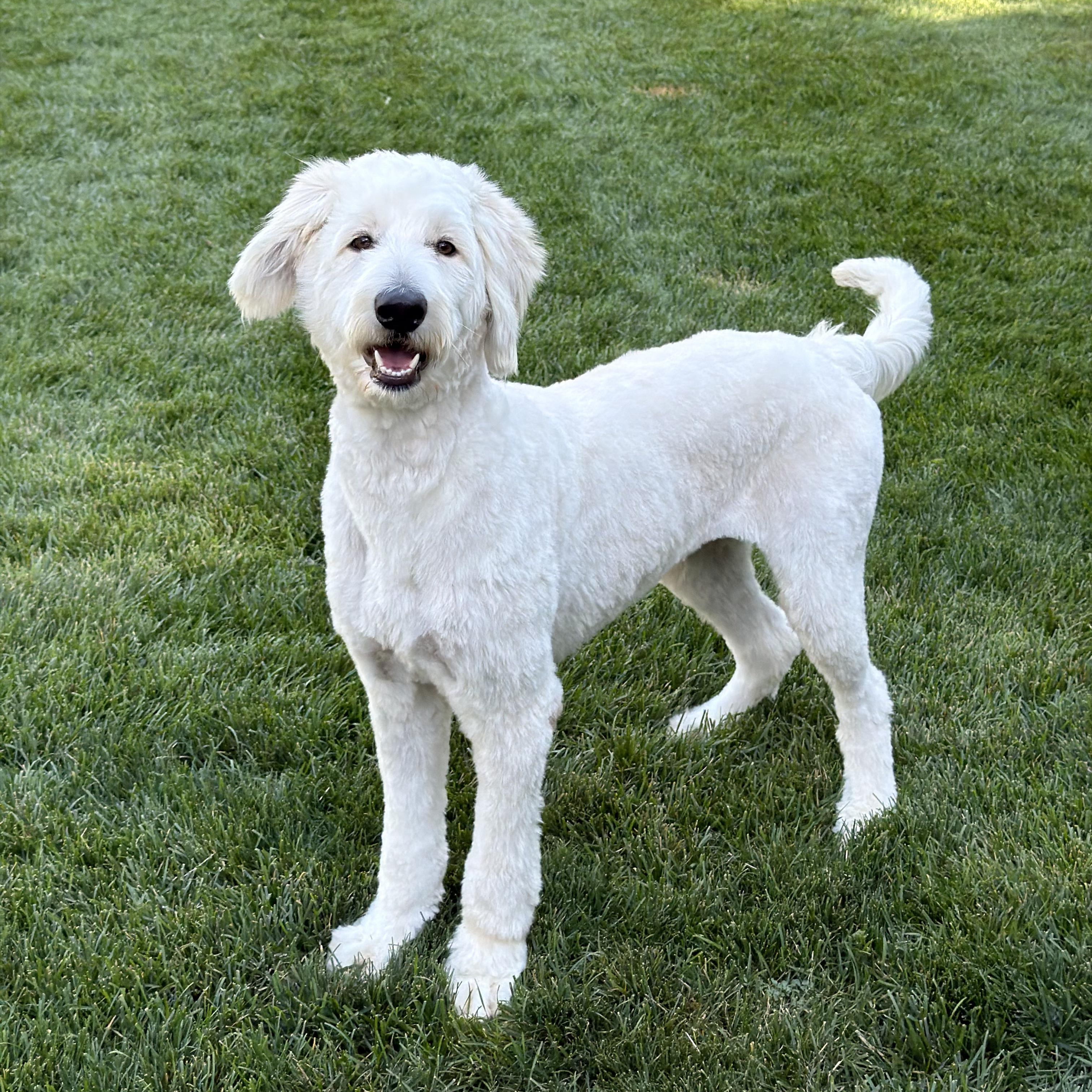 Enlarge CLEO-COLORADO (FEMALE GOLDENDOODLE IN FORT COLLINS, COLORADO), a Adoptable Goldendoodle in FORT COLLINS, CO image 3/6