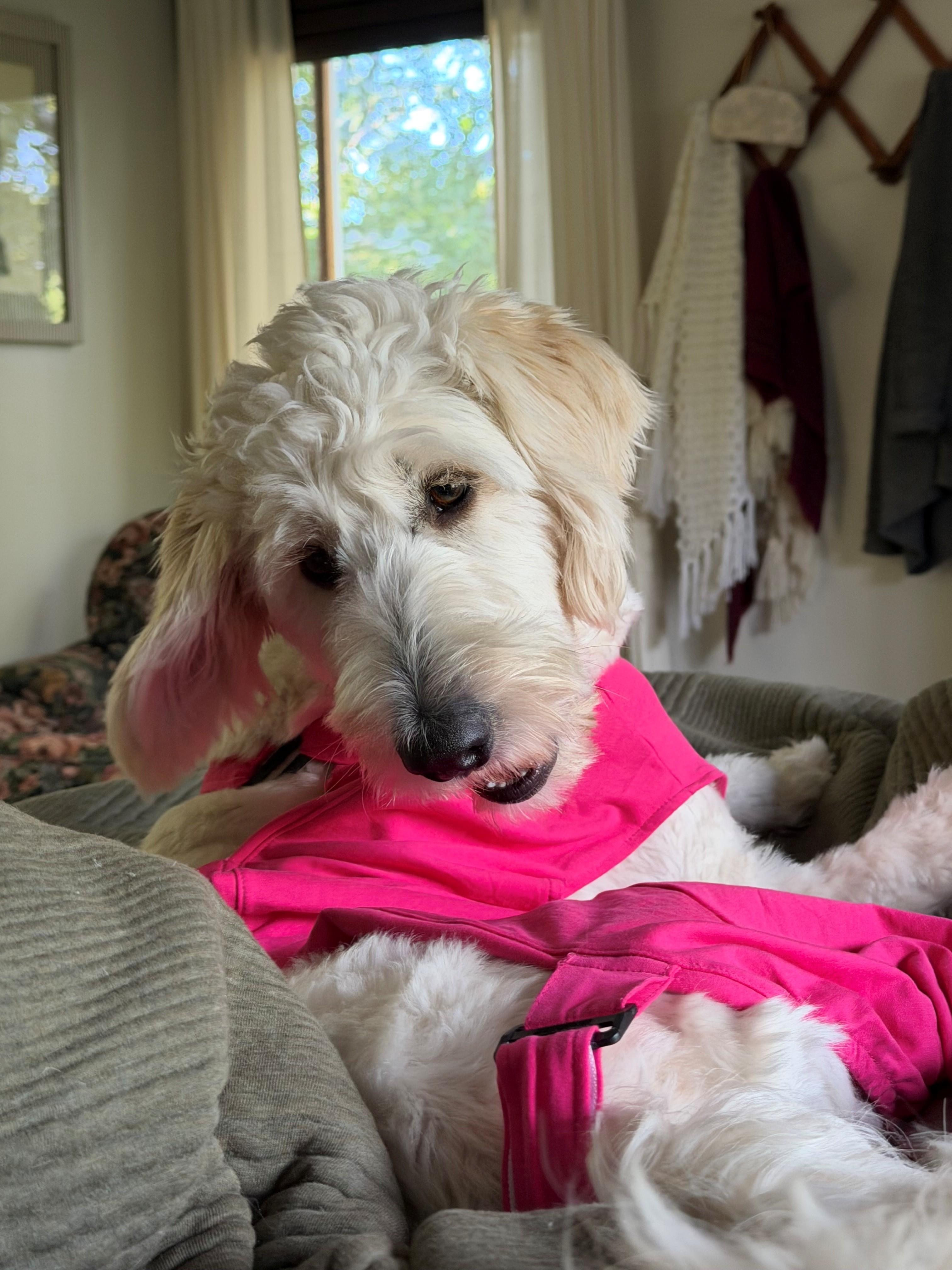 Enlarge CLEO-COLORADO (FEMALE GOLDENDOODLE IN FORT COLLINS, COLORADO), a Adoptable Goldendoodle in FORT COLLINS, CO image 2/6
