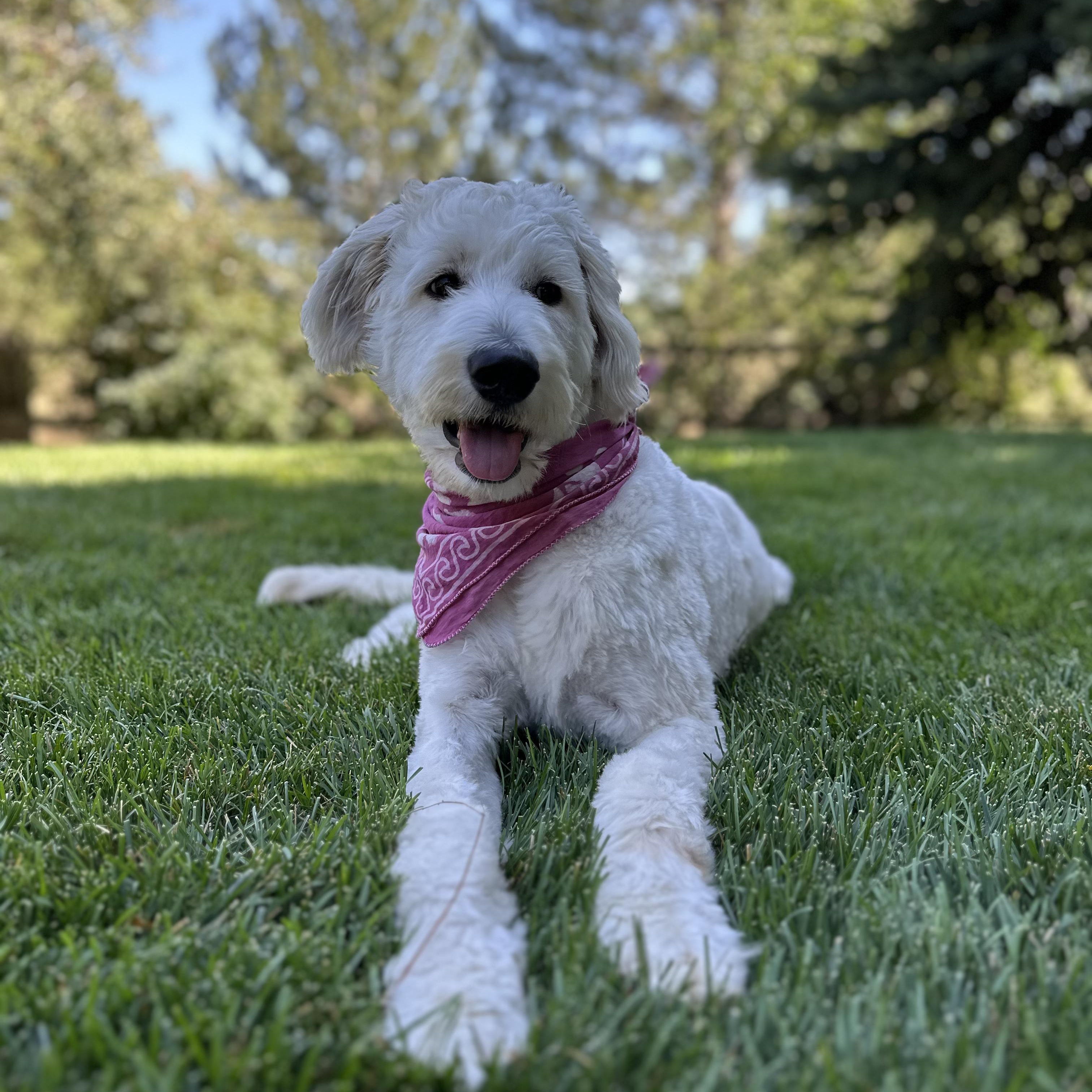 Enlarge CLEO-COLORADO (FEMALE GOLDENDOODLE IN FORT COLLINS, COLORADO), a Adoptable Goldendoodle in FORT COLLINS, CO image 2/6