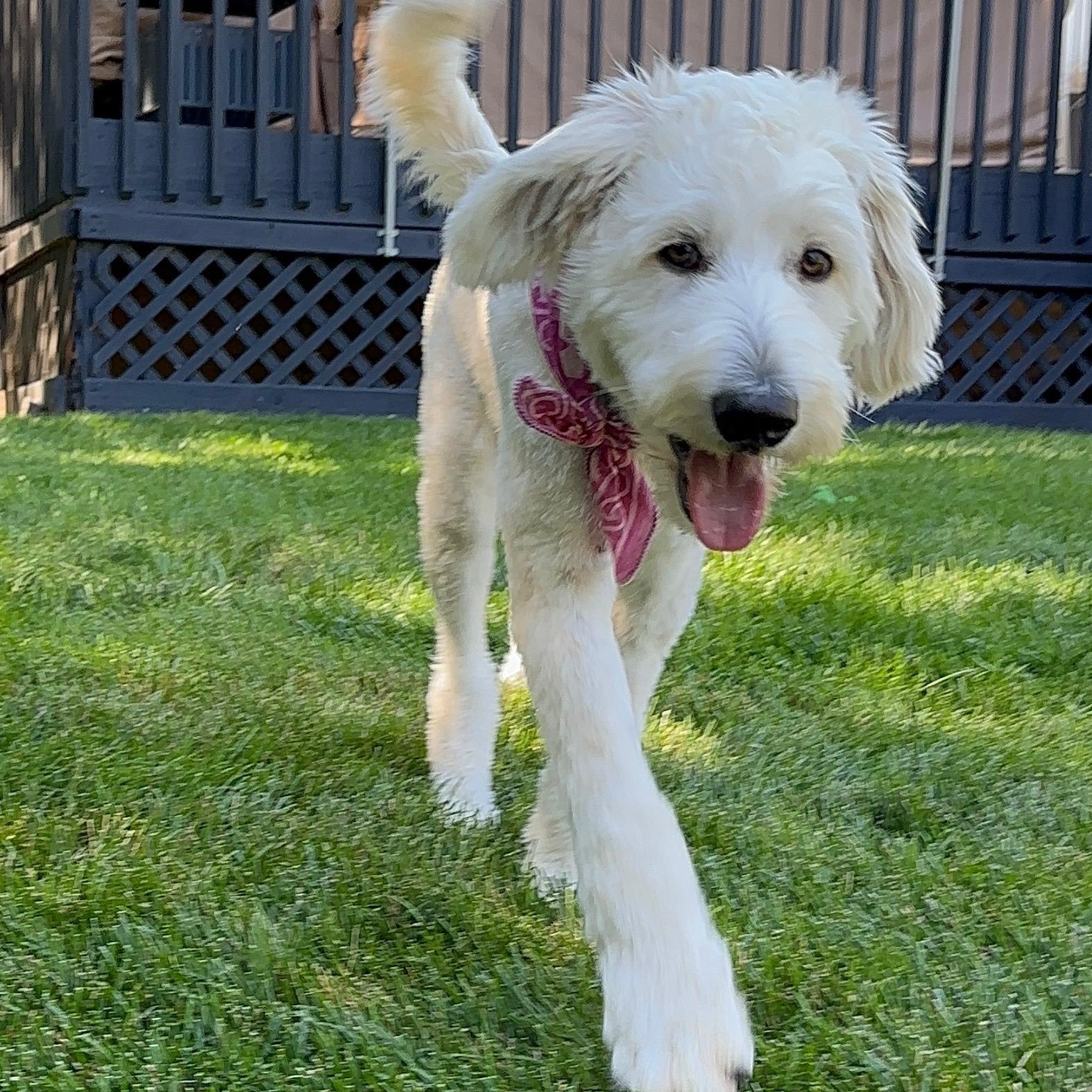 Enlarge CLEO-COLORADO (FEMALE GOLDENDOODLE IN FORT COLLINS, COLORADO), a Adoptable Goldendoodle in FORT COLLINS, CO image 4/6