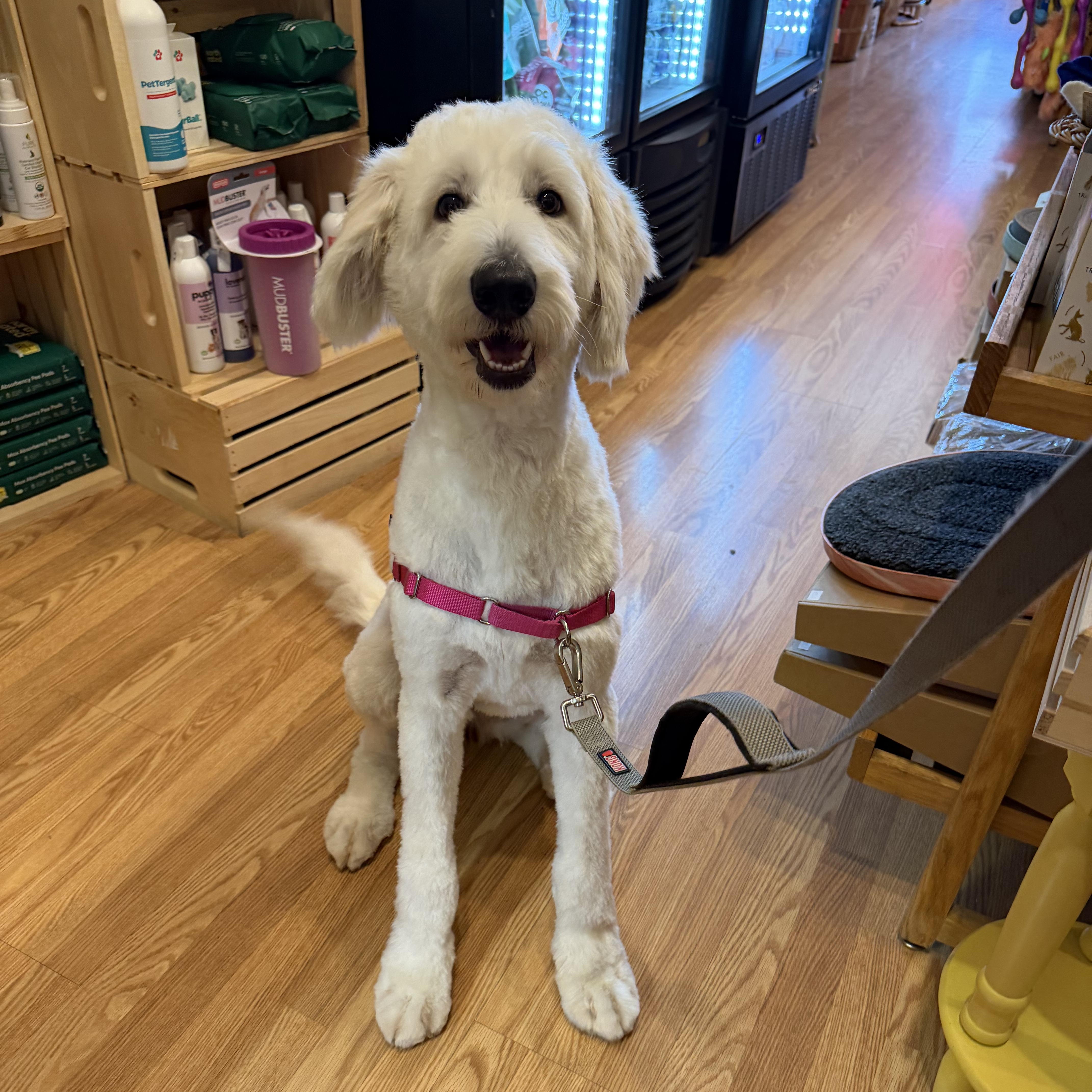Enlarge CLEO-COLORADO (FEMALE GOLDENDOODLE IN FORT COLLINS, COLORADO), a Adoptable Goldendoodle in FORT COLLINS, CO image 5/6