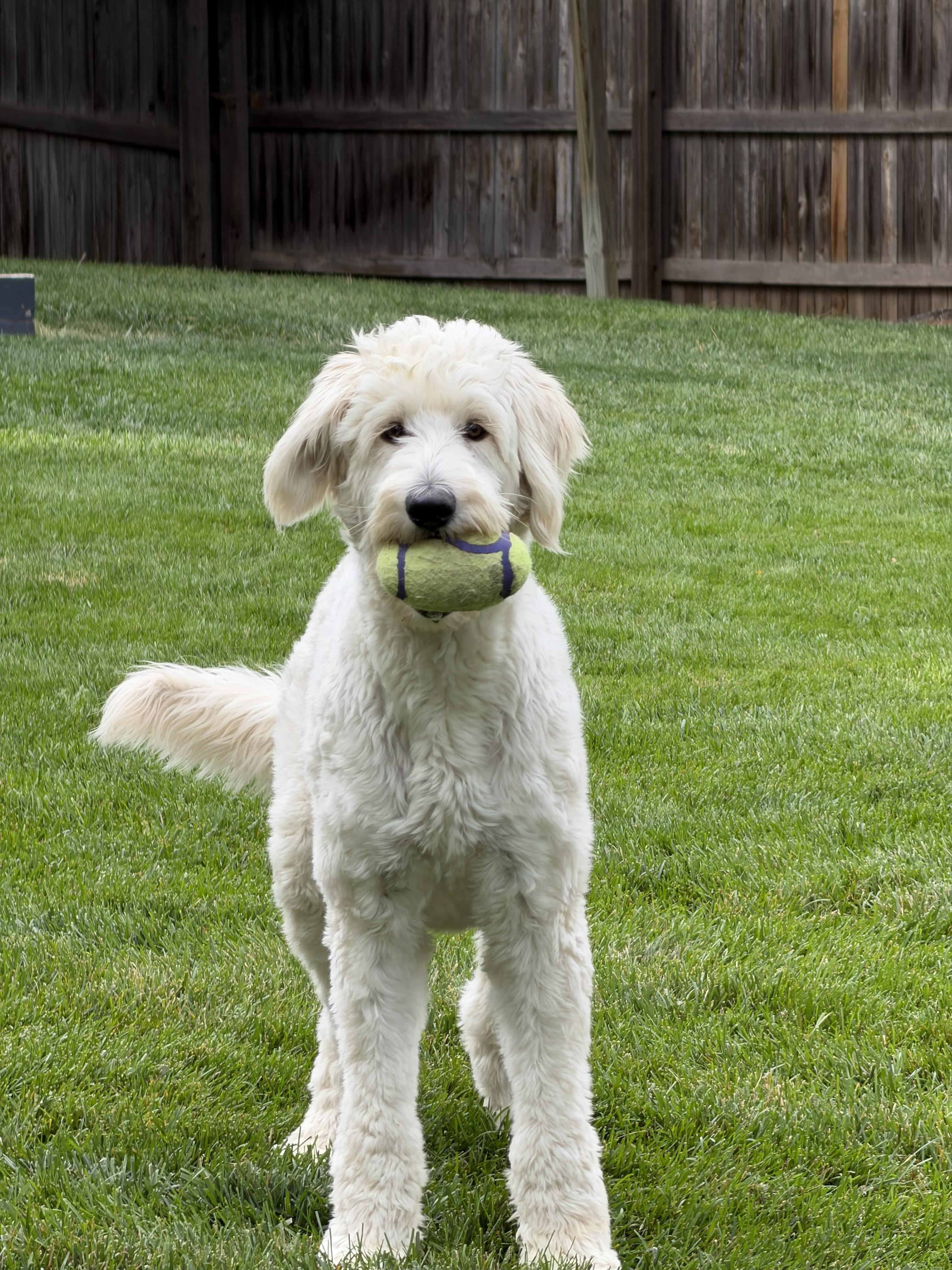 Enlarge CLEO-COLORADO (FEMALE GOLDENDOODLE IN FORT COLLINS, COLORADO), a Adopted Goldendoodle in FORT COLLINS, CO image 1/6