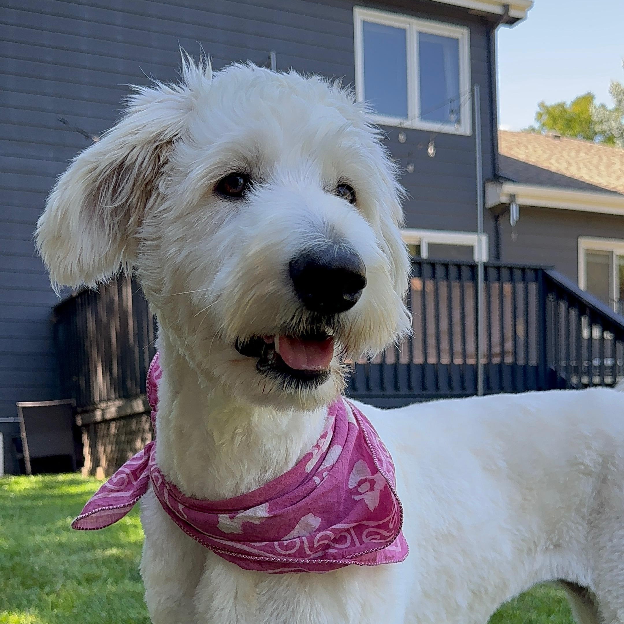 CLEO-COLORADO (FEMALE GOLDENDOODLE IN FORT COLLINS, COLORADO), Adoptable, Puppy Female Goldendoodle.