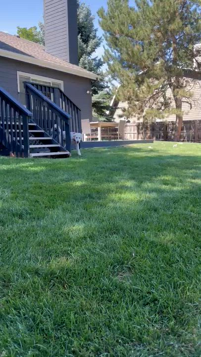 Enlarge CLEO-COLORADO (FEMALE GOLDENDOODLE IN FORT COLLINS, COLORADO), a Adoptable Goldendoodle in FORT COLLINS, CO video 6/6