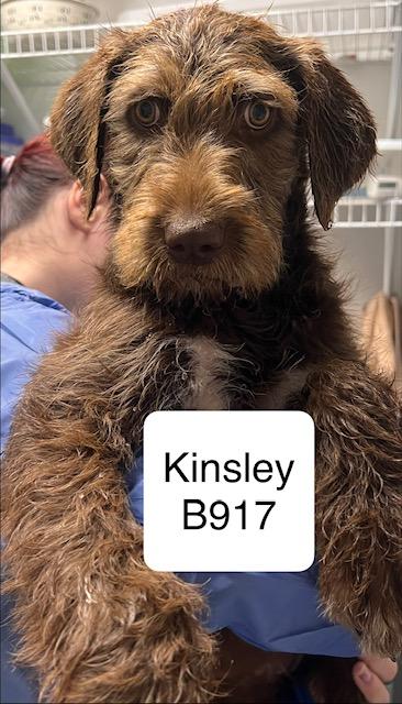 Kinsley, ADOPTABLE, Puppy Female Goldendoodle & Pointer.