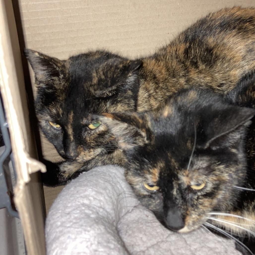 Glitz, Adoptable, Young Female Domestic Short Hair.