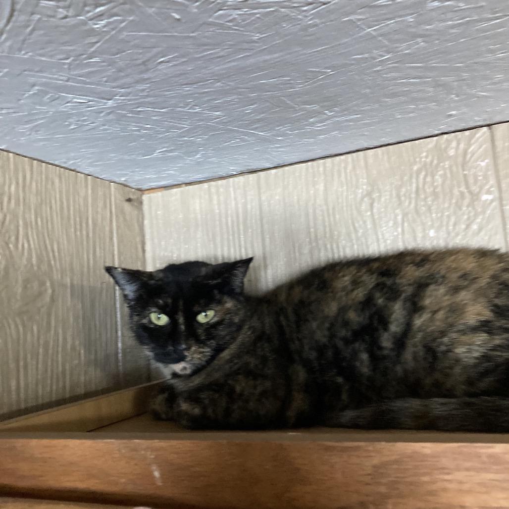 Enlarge Glitz, a Adoptable Domestic Short Hair in Marion, IL image 2/3