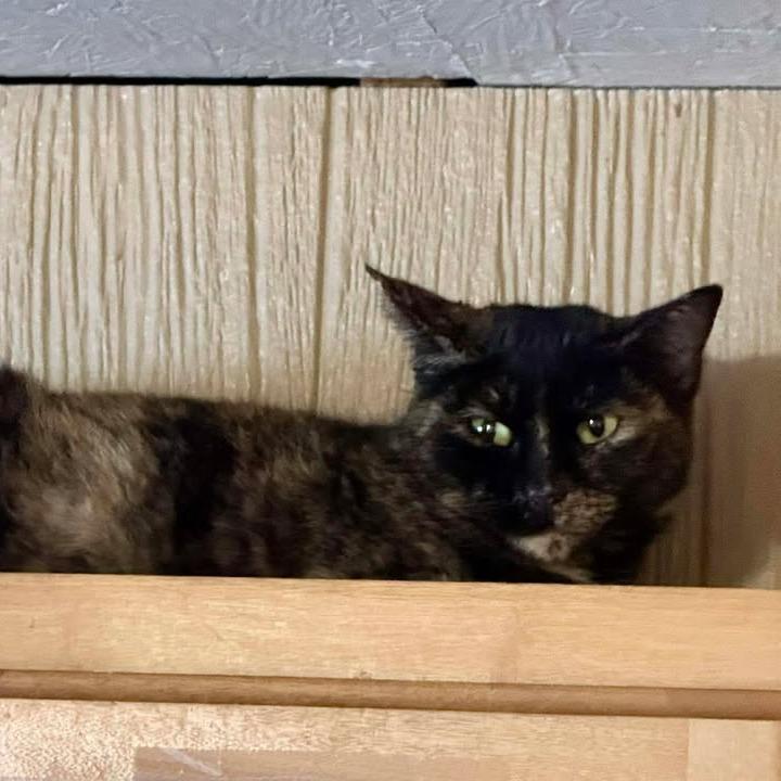 Enlarge Glitz, a Adoptable Domestic Short Hair in Marion, IL image 3/3