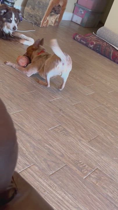 Enlarge River, a Adopted Cattle Dog in Driftwood, TX video 1/6