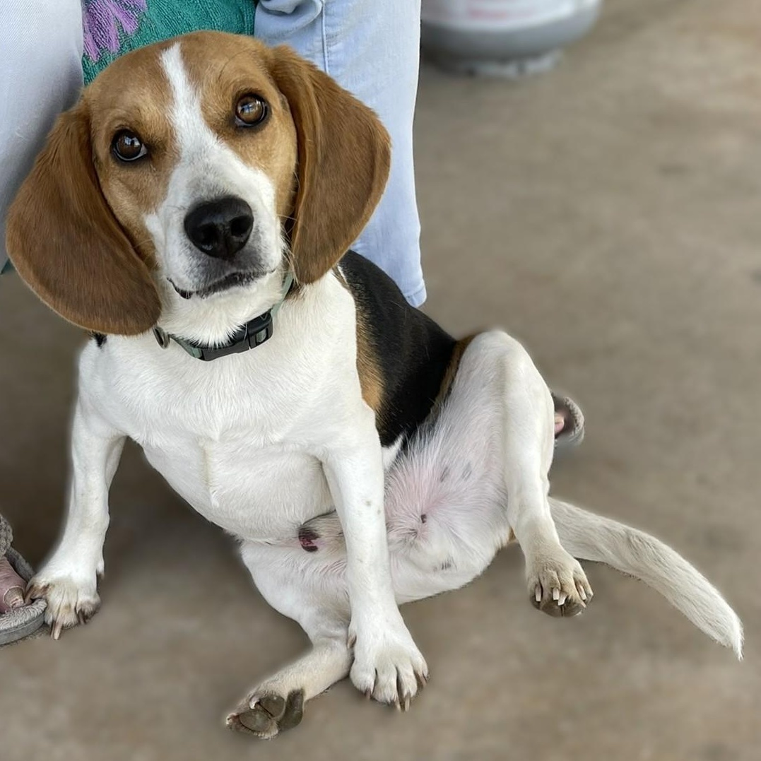 Enlarge Bruno, a Adoptable Beagle in Culpeper, VA image 2/5