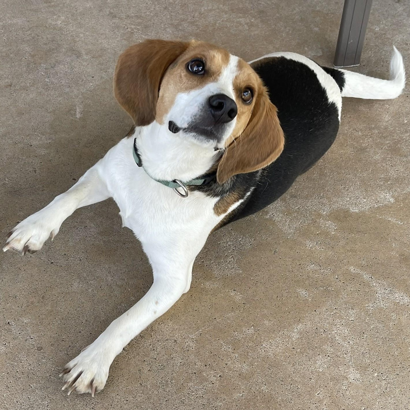 Enlarge Bruno, a Adoptable Beagle in Culpeper, VA image 4/5