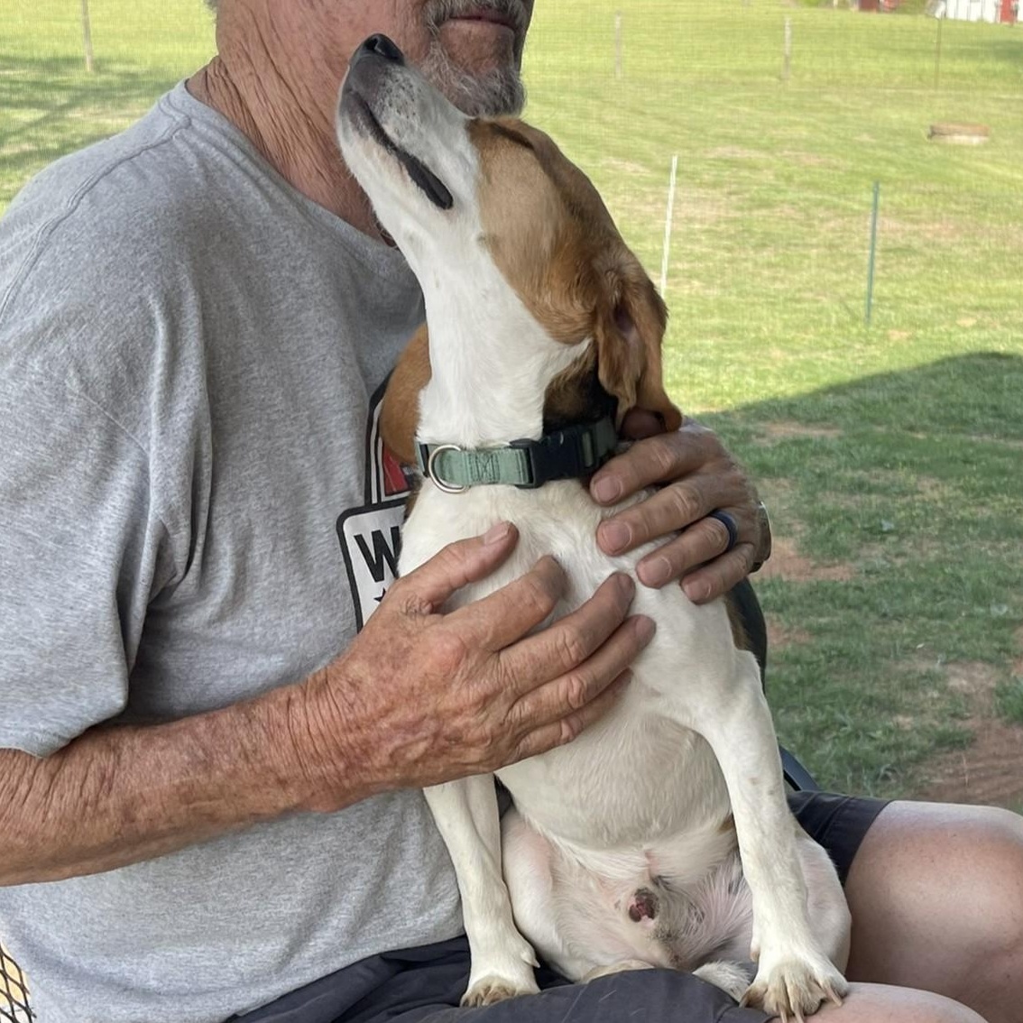 Enlarge Bruno, a Adoptable Beagle in Culpeper, VA image 3/5