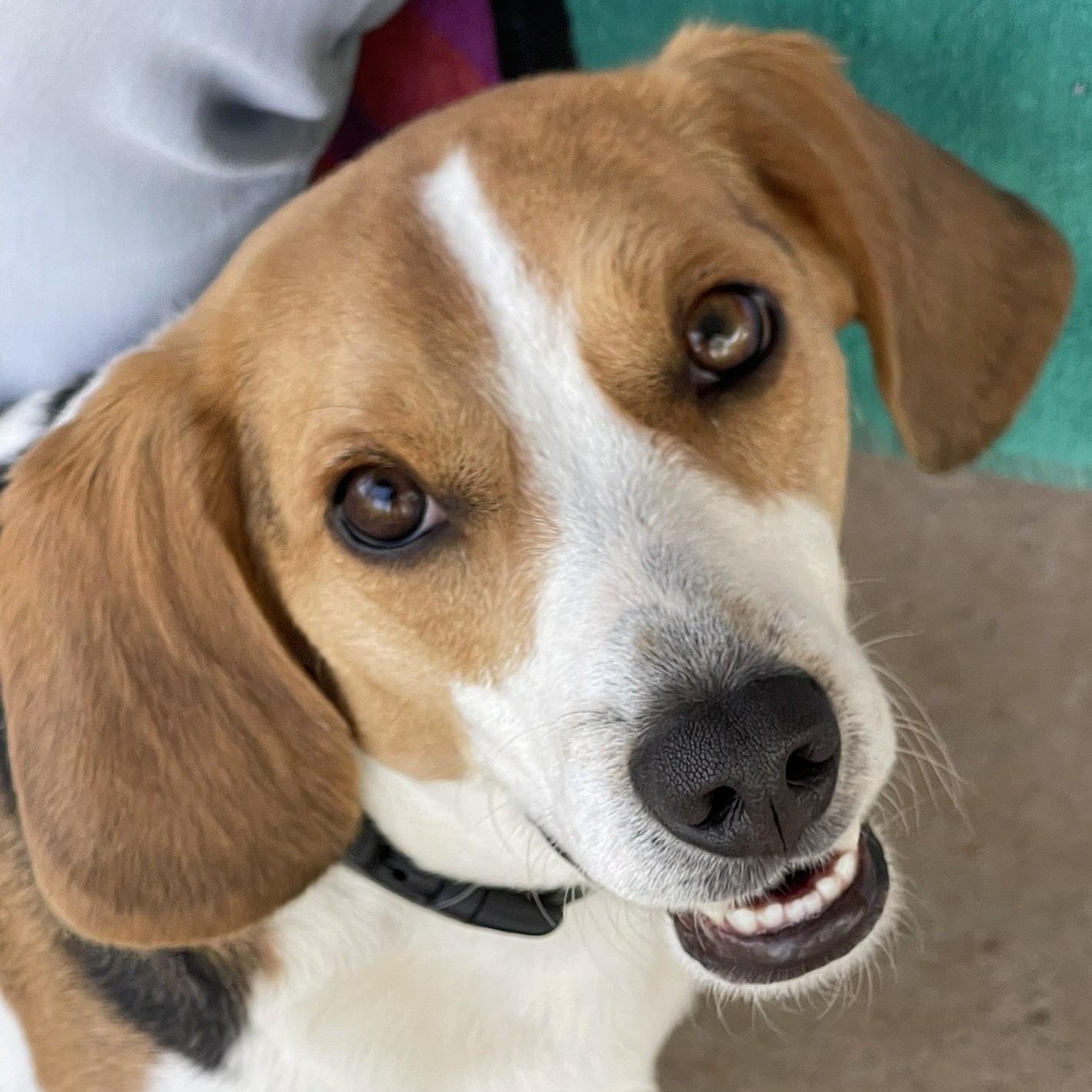 Bruno, Adoptable, Young Male Beagle.