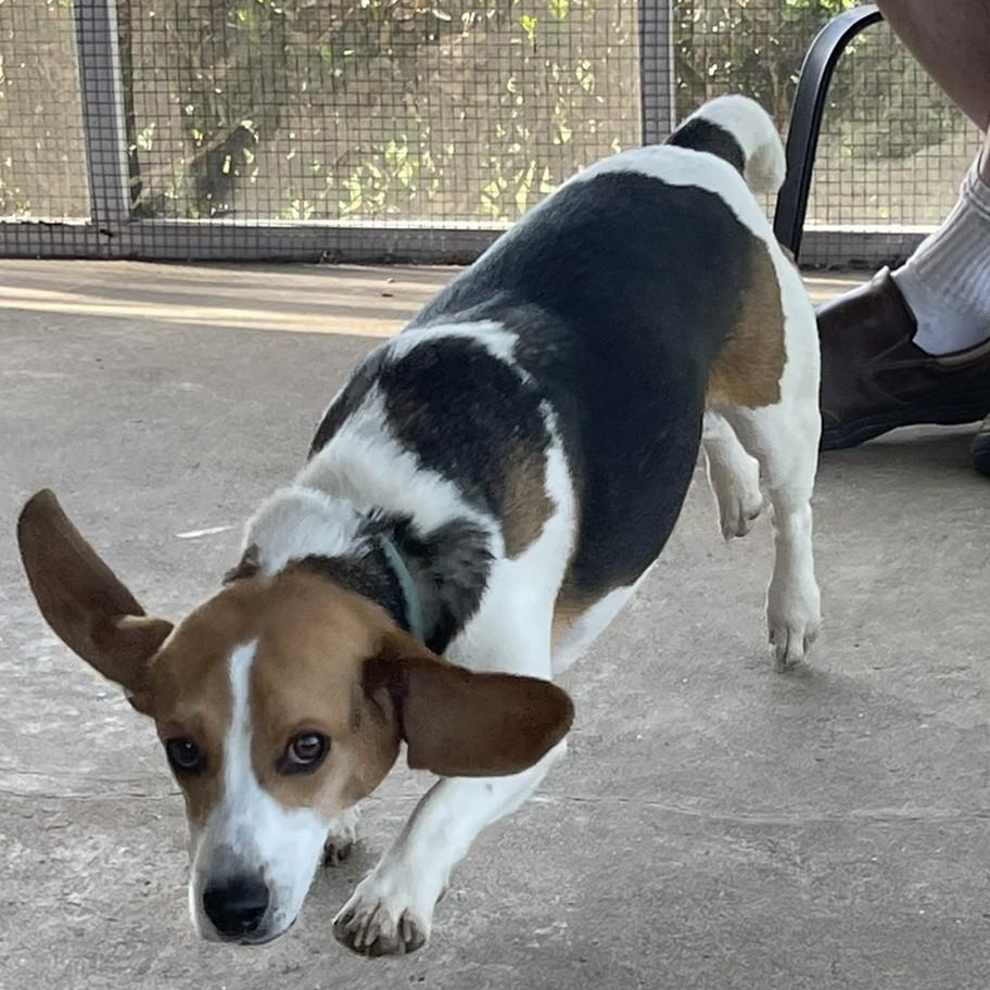 Enlarge Bruno, a Adoptable Beagle in Culpeper, VA image 5/5