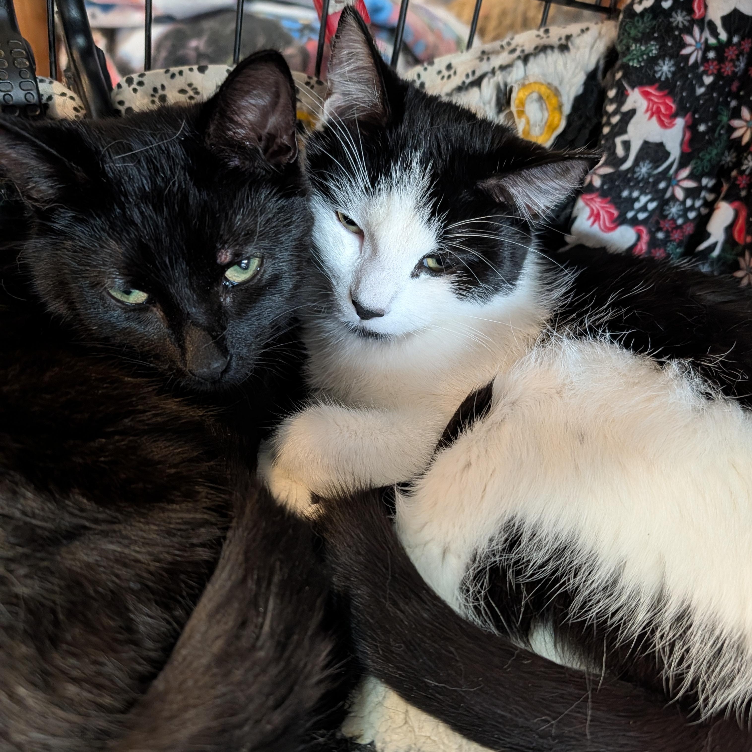 Mimi and Scrappy, ADOPTABLE, Young Female Domestic Short Hair.