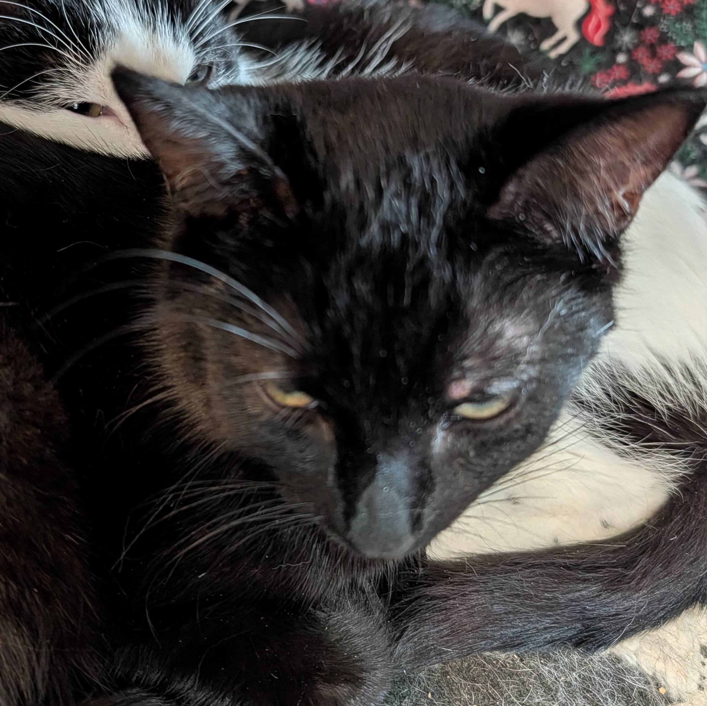 Enlarge Mimi and Scrappy, a ADOPTABLE Domestic Short Hair in Huntington, MA image 3/5