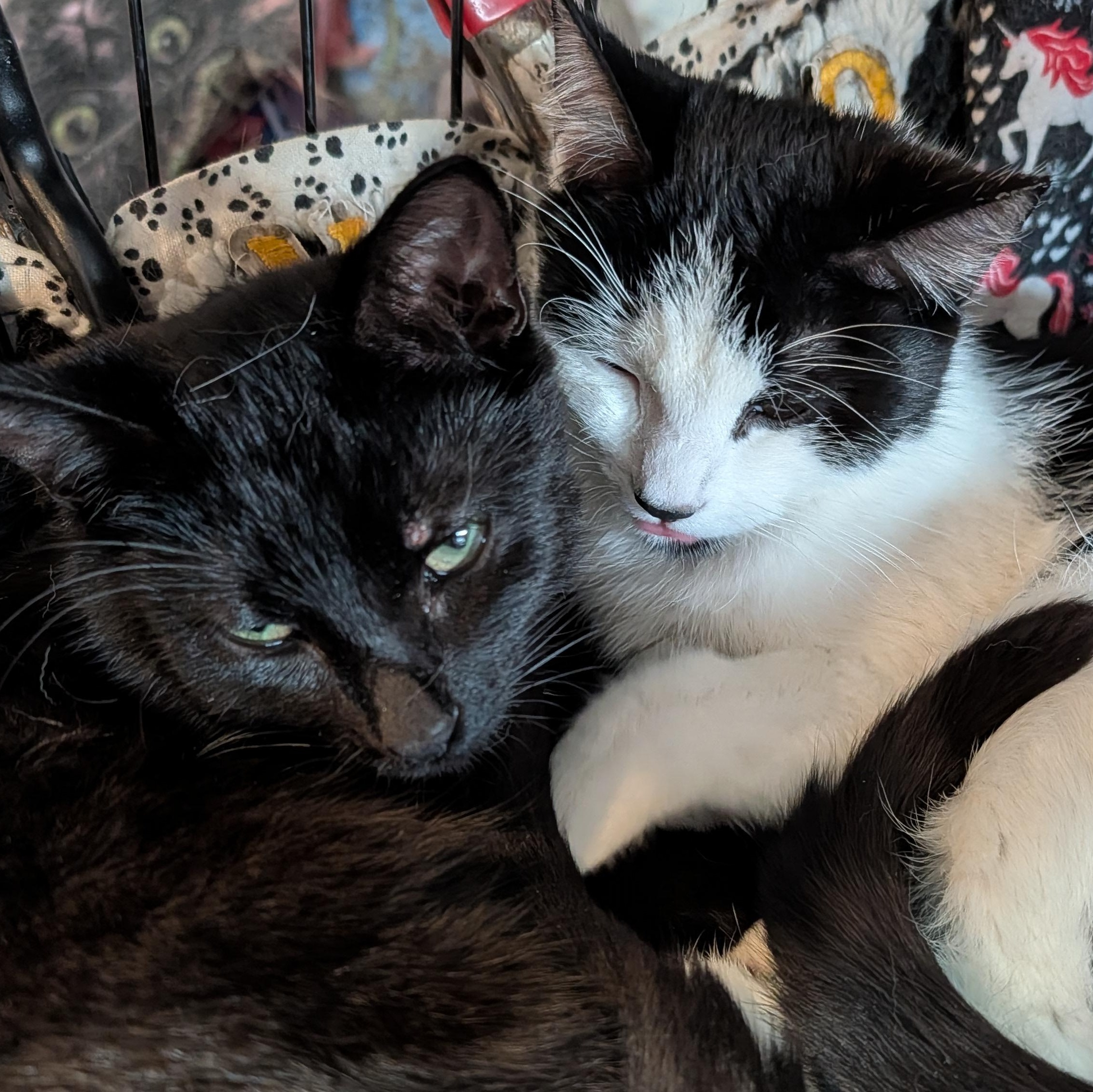 Enlarge Mimi and Scrappy, a ADOPTABLE Domestic Short Hair in Huntington, MA image 5/5