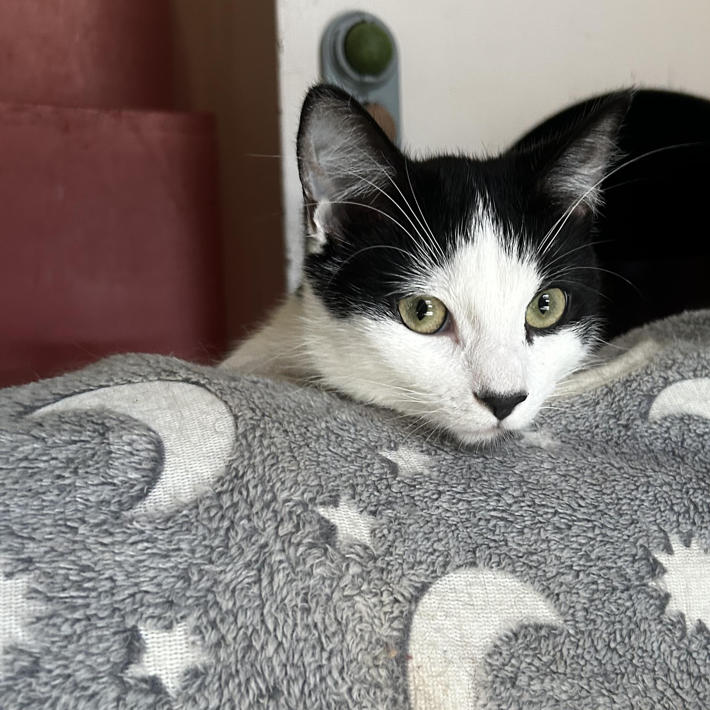 Mimi and Scrappy, a ADOPTABLE Domestic Short Hair in Huntington, MA image 2/6