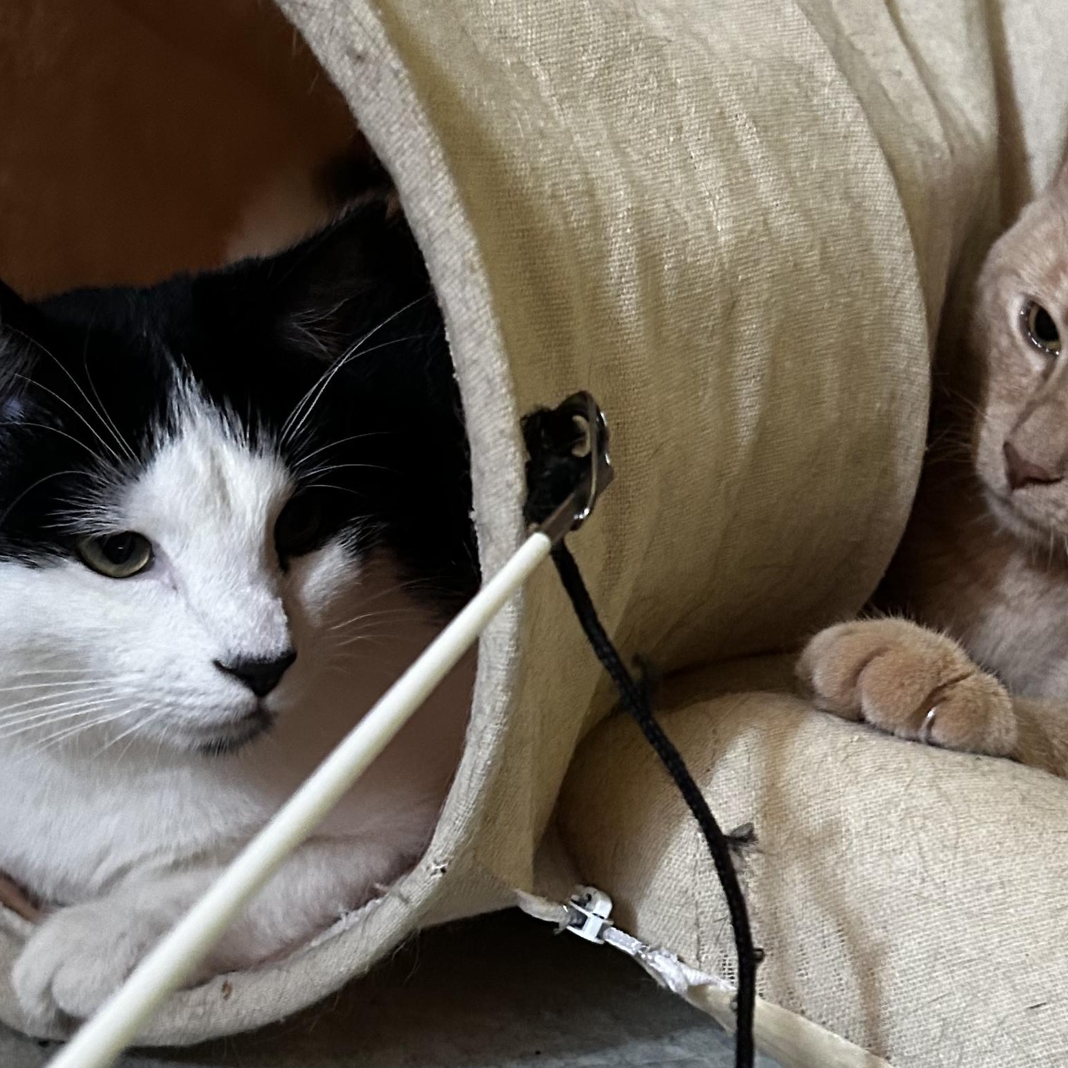 Mimi and Scrappy, a ADOPTABLE Domestic Short Hair in Huntington, MA image 6/6