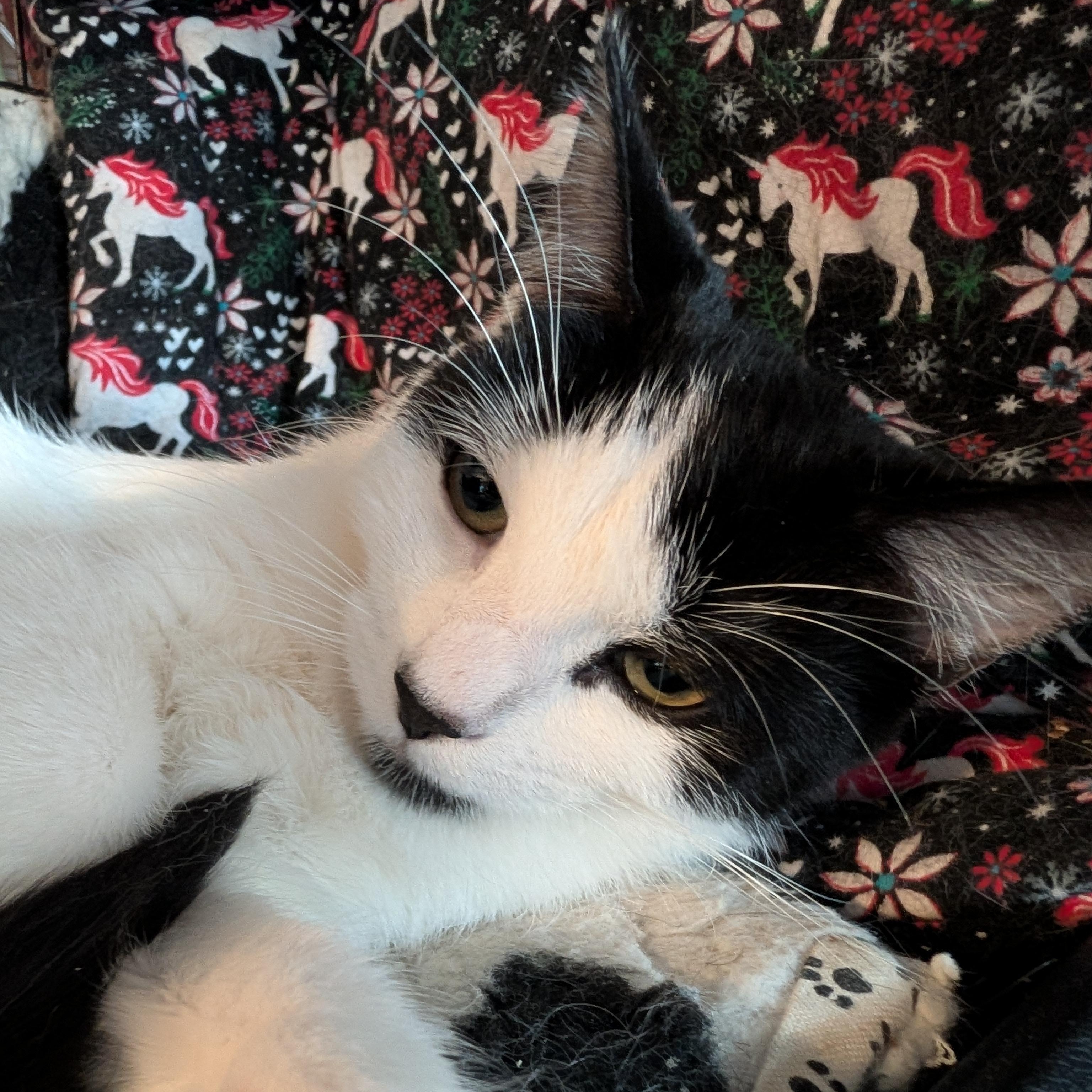 Enlarge Mimi and Scrappy, a ADOPTABLE Domestic Short Hair in Huntington, MA image 1/5