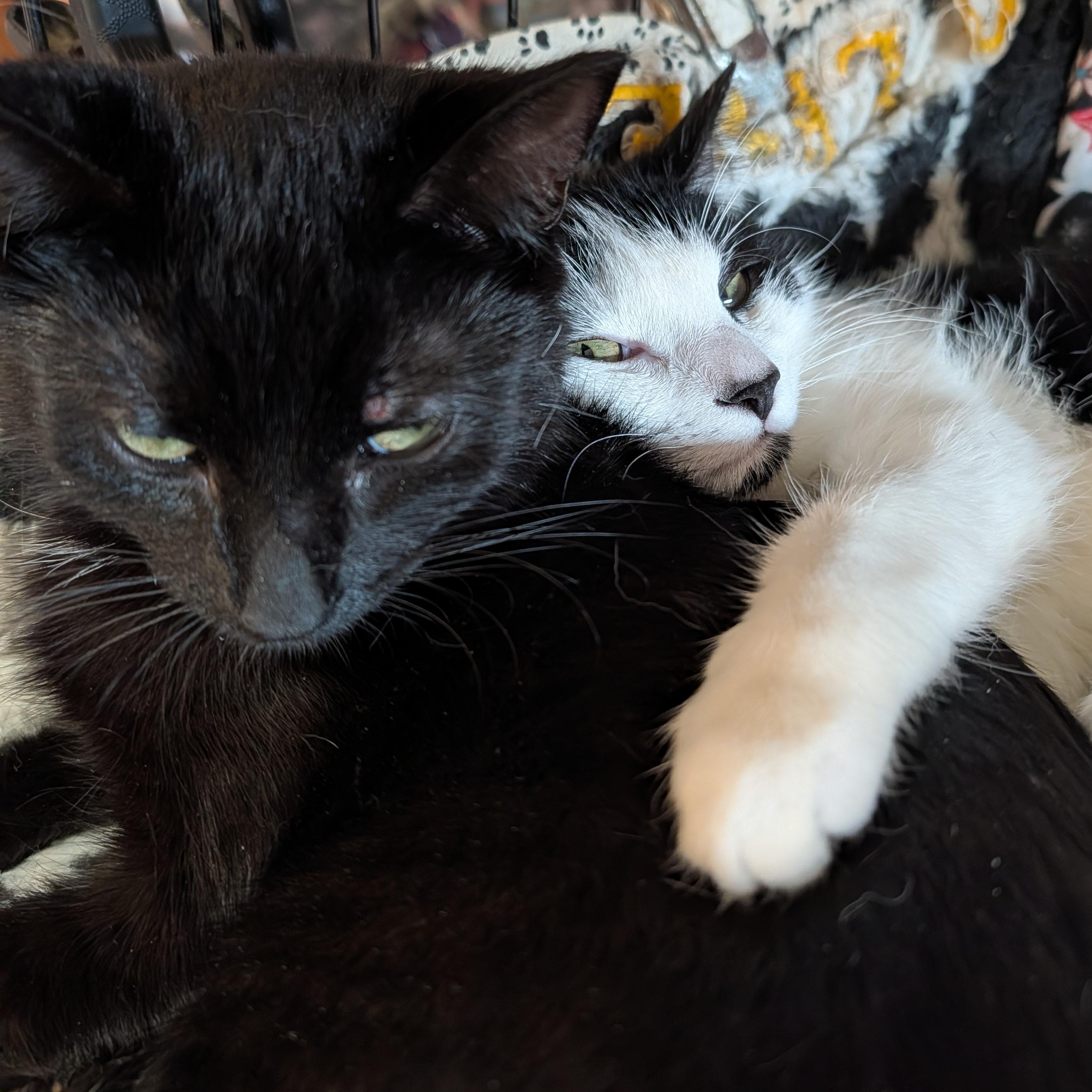 Enlarge Mimi and Scrappy, a ADOPTABLE Domestic Short Hair in Huntington, MA image 4/5