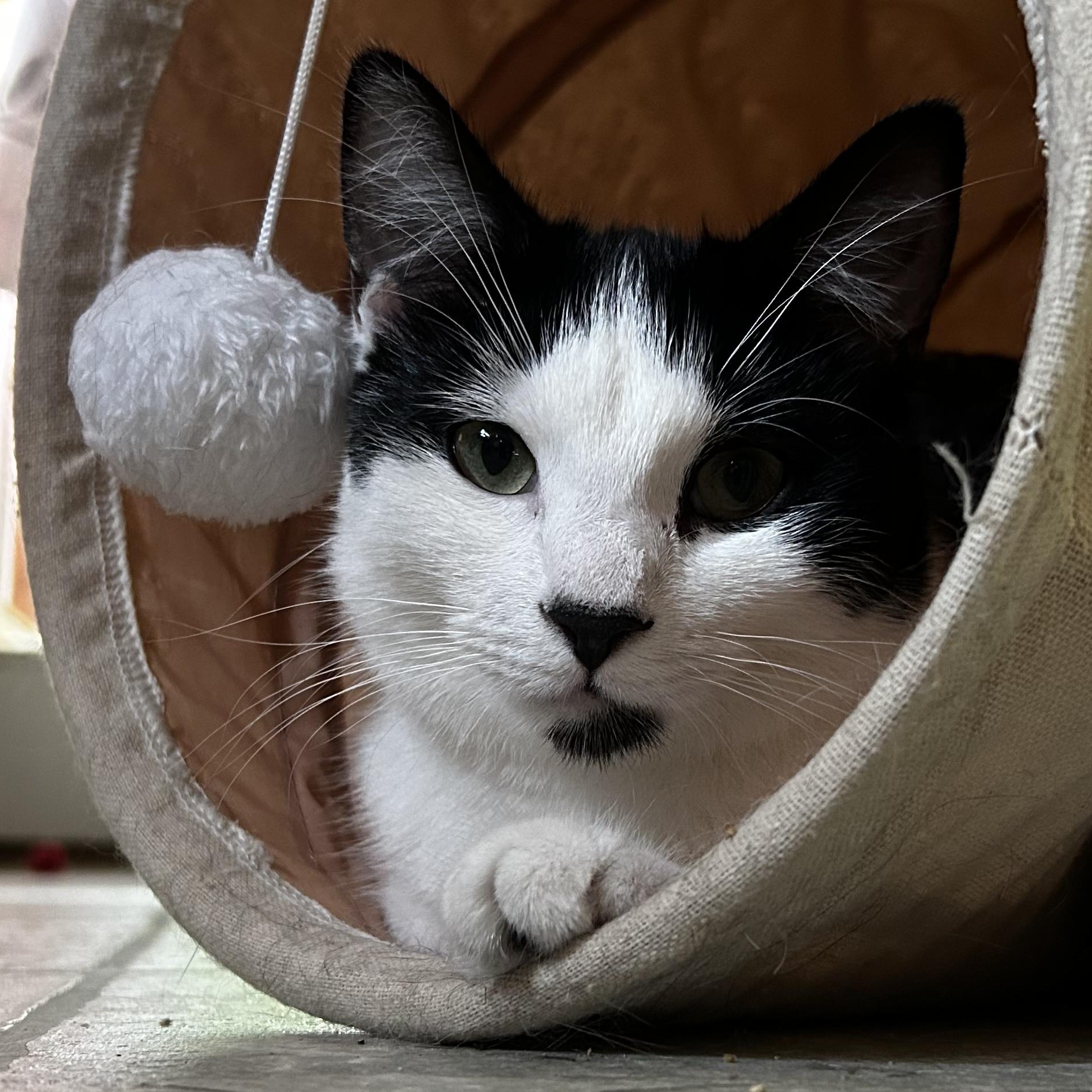 Mimi and Scrappy, a ADOPTABLE Domestic Short Hair in Huntington, MA image 4/6