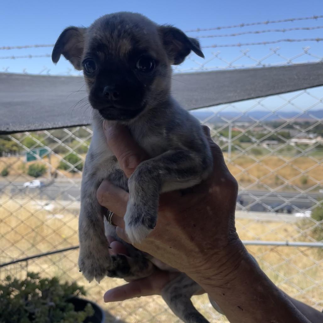 Tic, Adoptable, Young Male Pug & Chihuahua.
