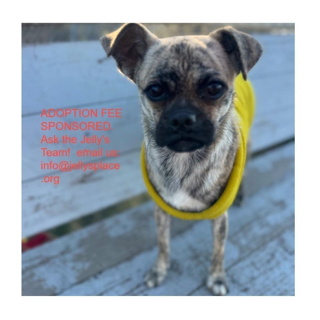 Enlarge Tic, a Adoptable mixed breed in San Pablo, CA image 1/6