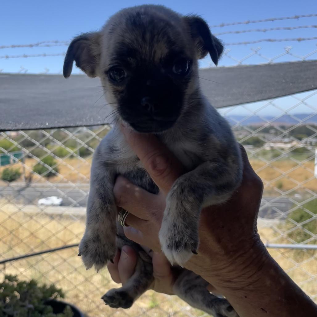 Tic, a Adoptable mixed breed in San Pablo, CA image 2/6