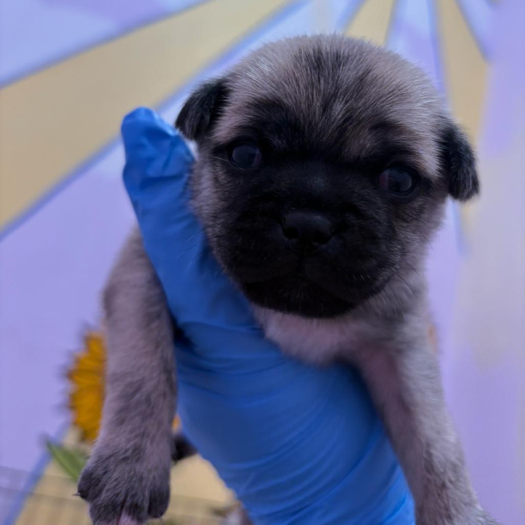 Tic, a Adoptable mixed breed in San Pablo, CA image 3/6