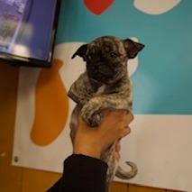 Tic, a Adoptable mixed breed in San Pablo, CA image 4/6