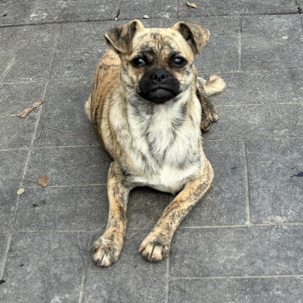 Tic, a Adoptable mixed breed in San Pablo, CA image 5/6