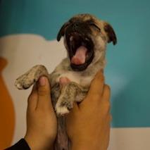 Tic, a Adoptable mixed breed in San Pablo, CA image 6/6