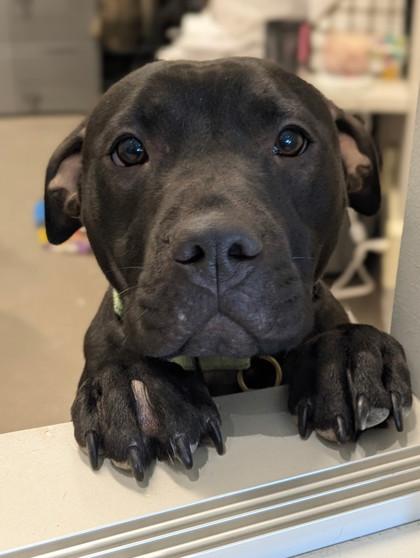 Daisy, a Adoptable mixed breed in Valley View, OH image 1/3