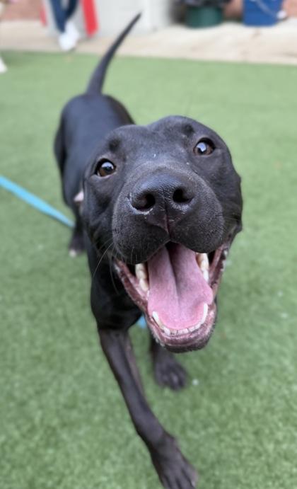 Daisy, Adoptable, Adult Female Shar-Pei & Mixed Breed.