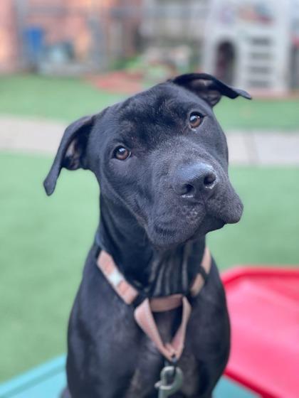 Daisy, a Adoptable mixed breed in Valley View, OH image 2/3