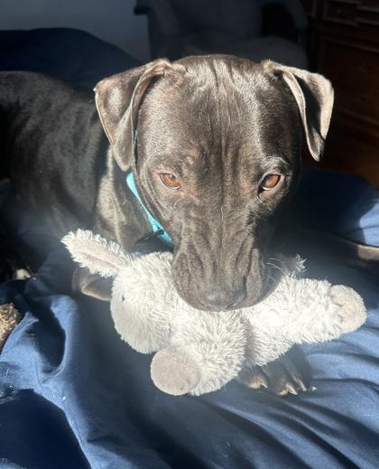 Daisy, a Adoptable mixed breed in Valley View, OH image 3/3