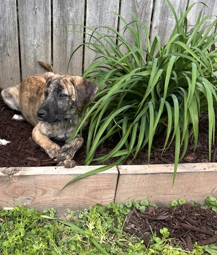 Louis Vuitton, an adopted Mixed Breed in Kenosha, WI image 3/4