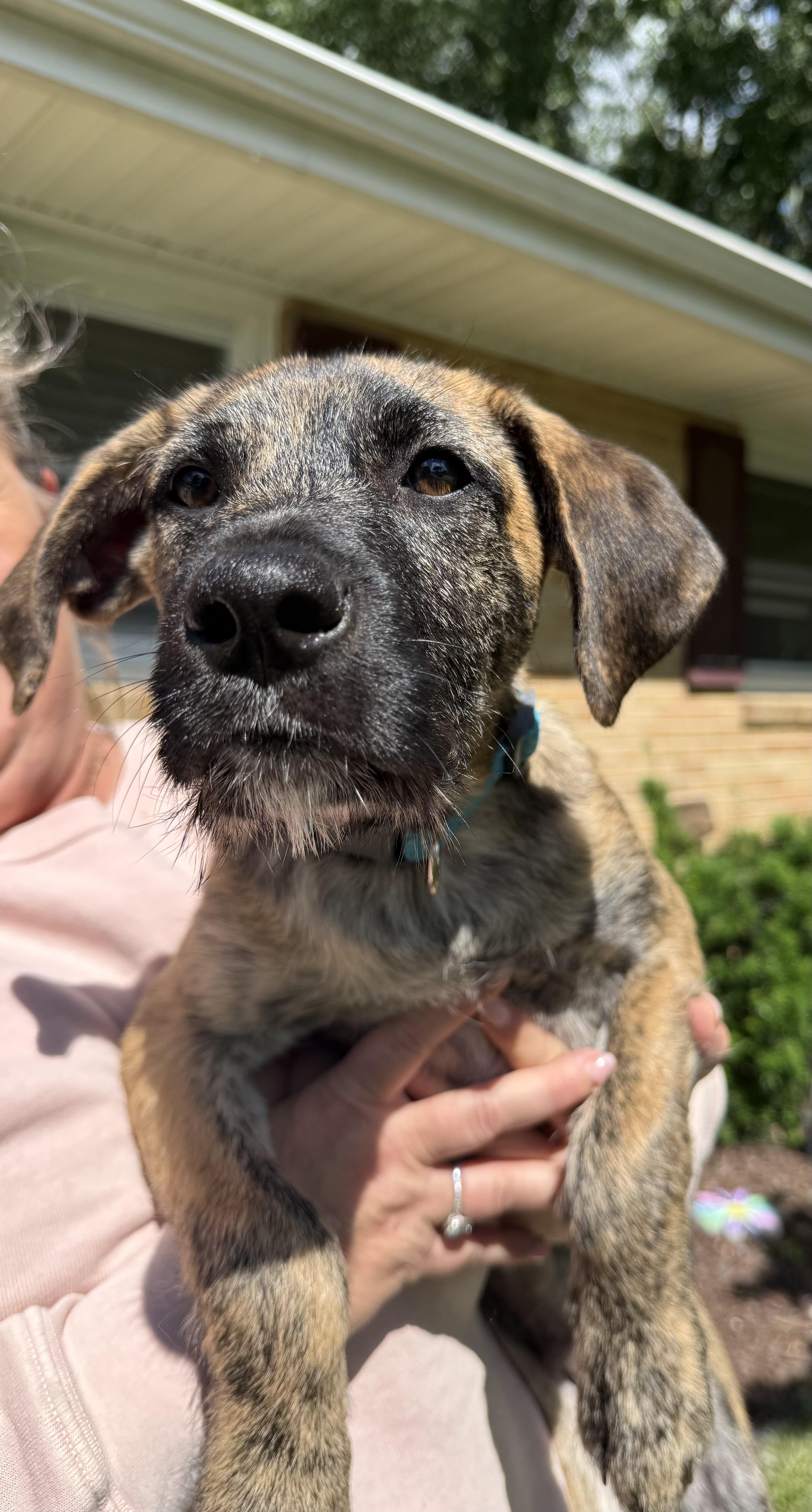 Louis Vuitton, adopted, Puppy Male Mixed Breed.