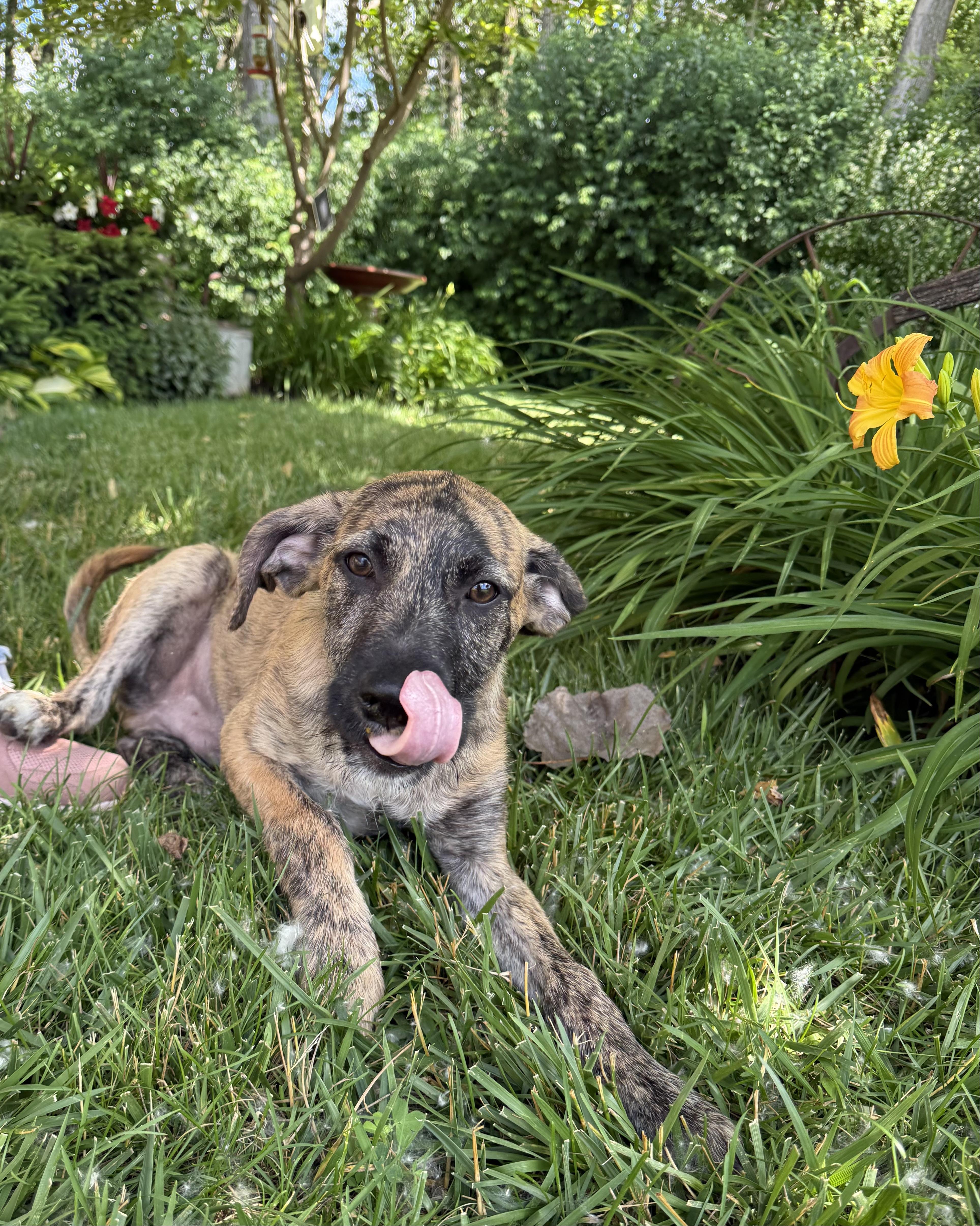 Louis Vuitton, an adopted Mixed Breed in Kenosha, WI image 4/4