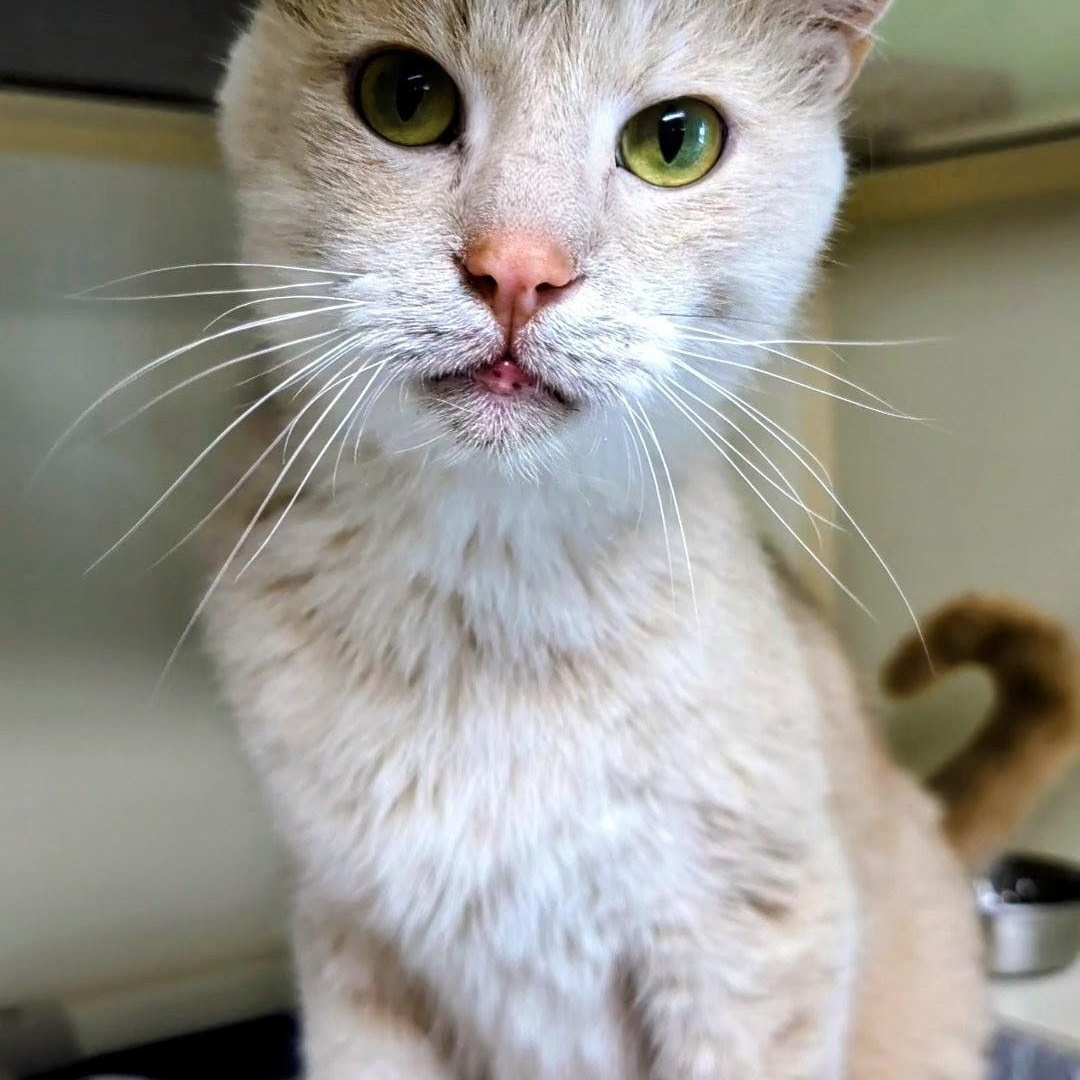Prince Harry , a Adoptable Domestic Short Hair in West Jefferson, OH image 1/6