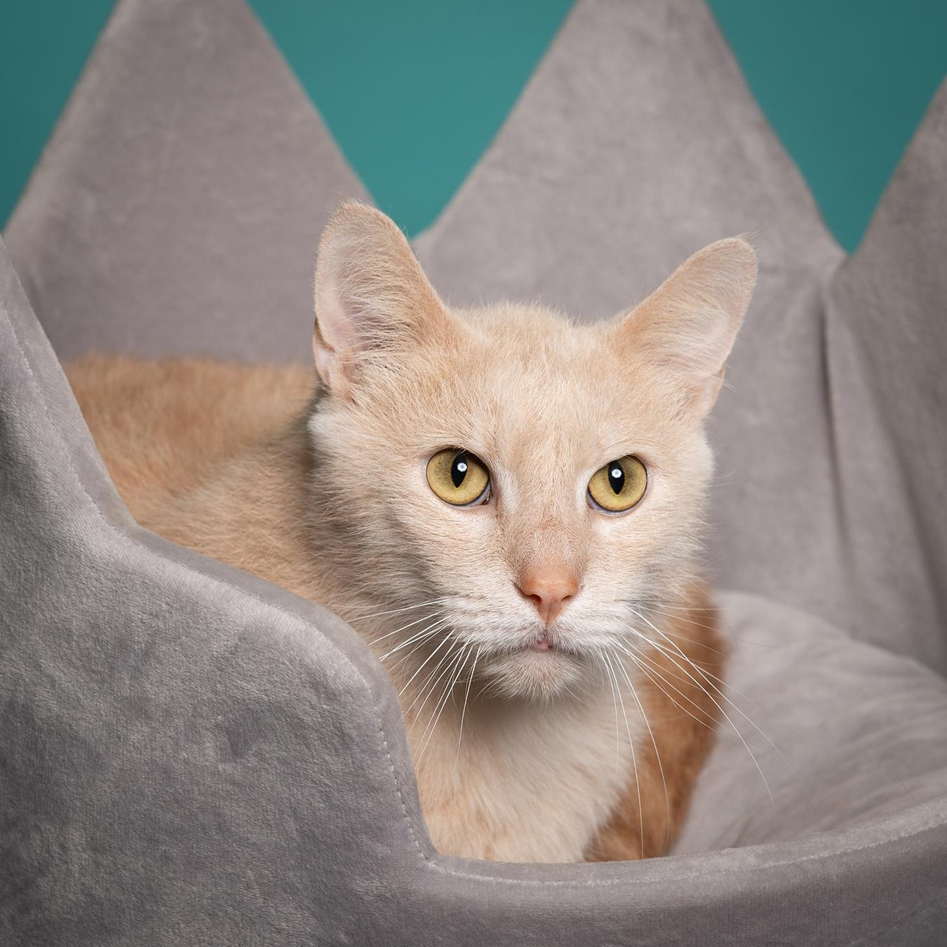 Prince Harry , a Adoptable Domestic Short Hair in West Jefferson, OH image 2/6