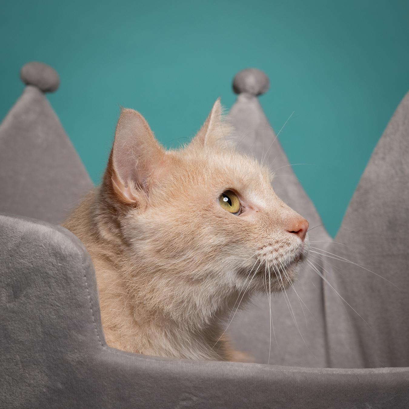 Prince Harry , a Adoptable Domestic Short Hair in West Jefferson, OH image 4/6