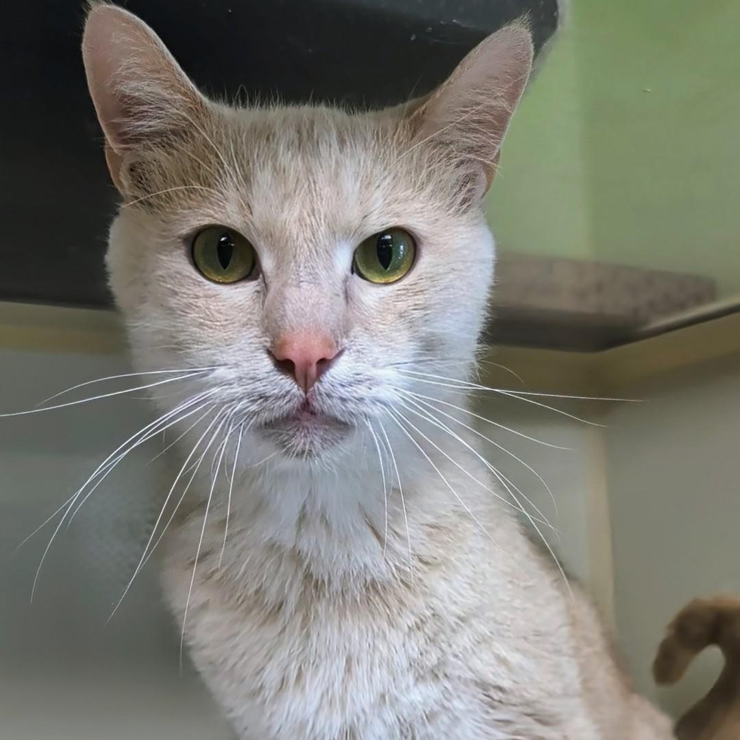 Prince Harry , a Adoptable Domestic Short Hair in West Jefferson, OH image 6/6