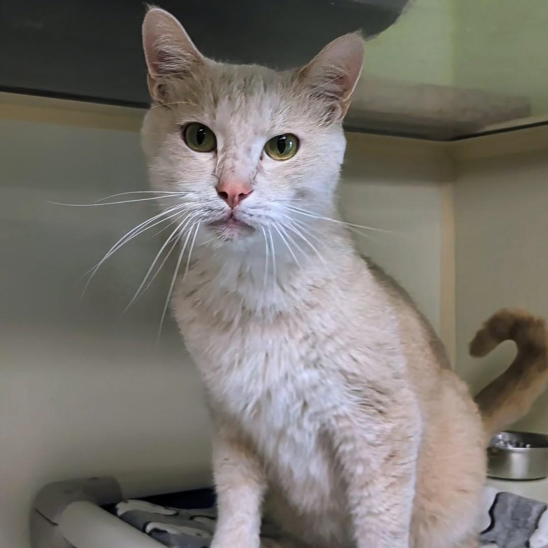 Prince Harry , a Adoptable Domestic Short Hair in West Jefferson, OH image 5/6