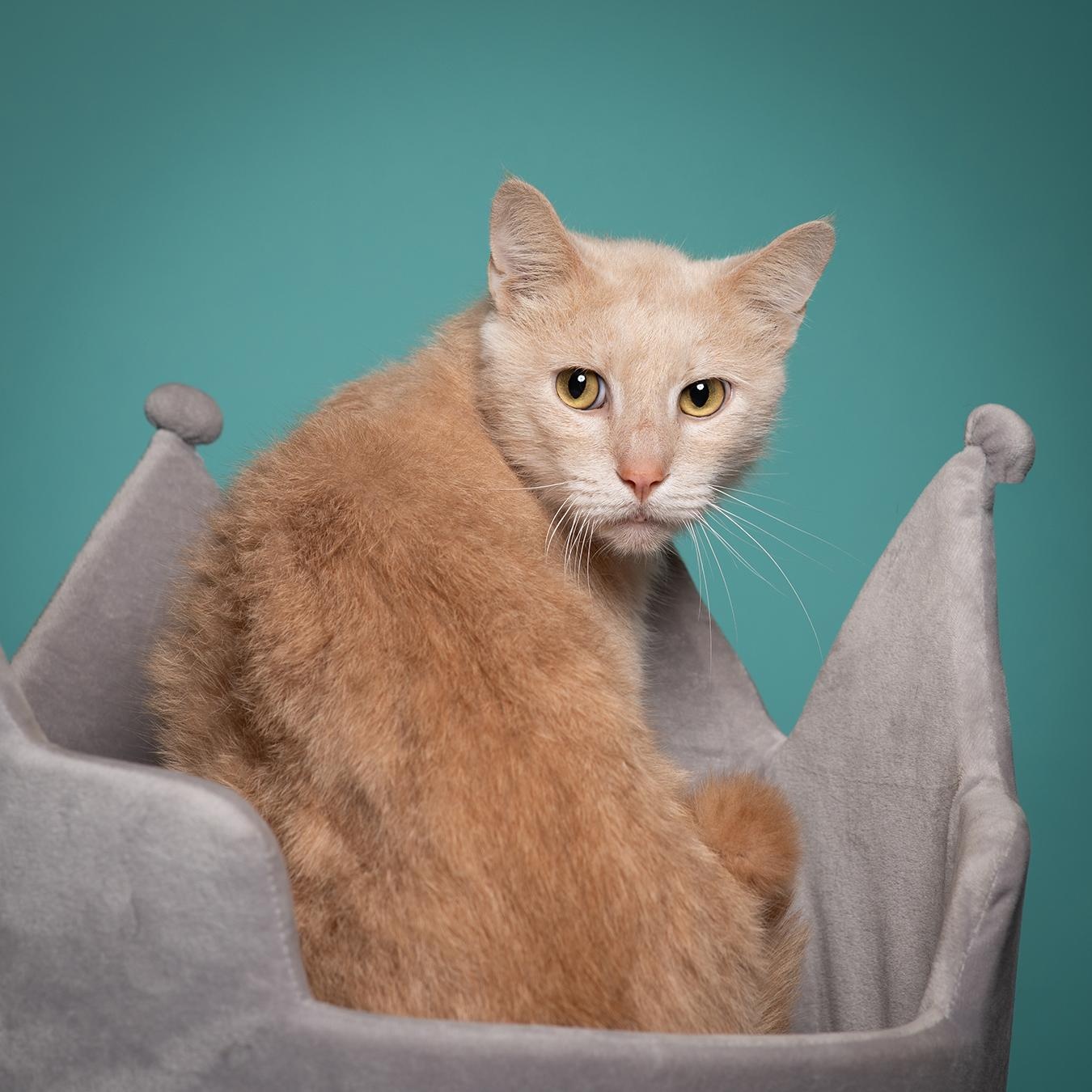 Prince Harry , a Adoptable Domestic Short Hair in West Jefferson, OH image 3/6