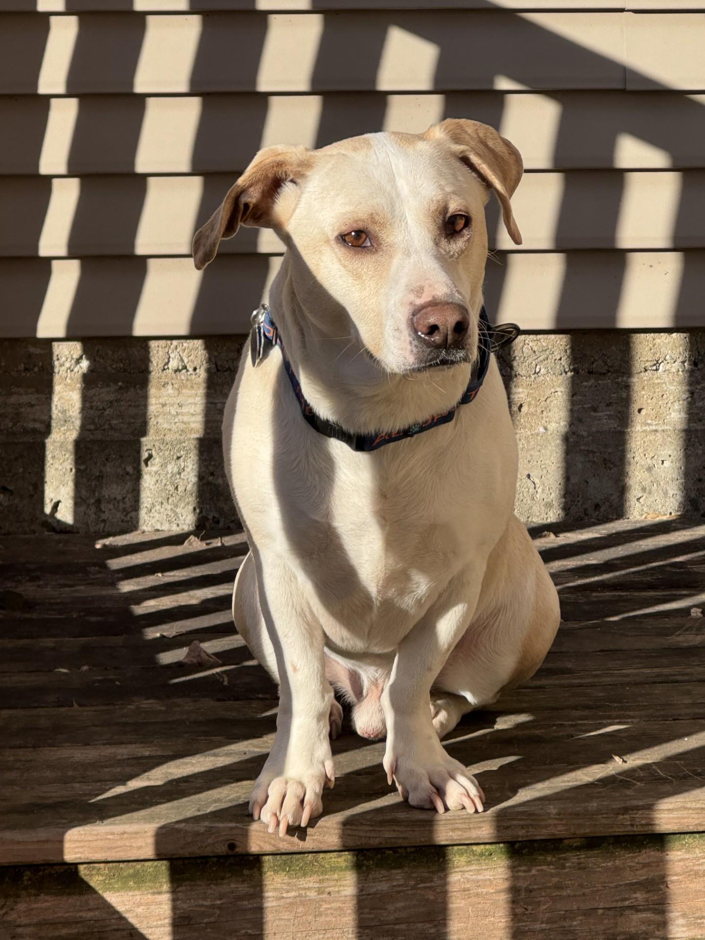 Jasper, a Adopted mixed breed in Milwaukee, WI image 1/3